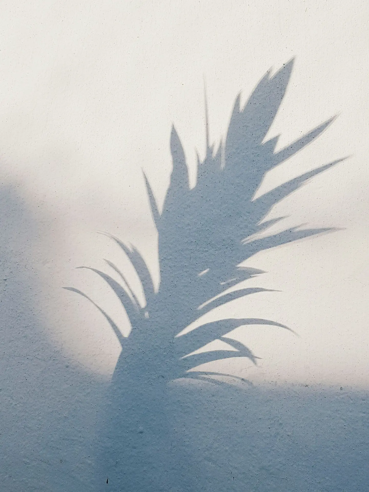 shadow of plant